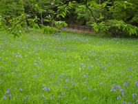 カキツバタ群生地