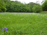 カキツバタ群生地