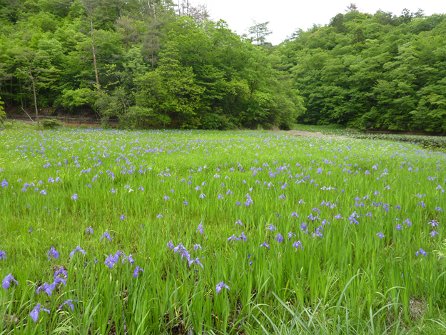 カキツバタ群生地