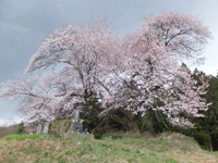 芝尾の一本桜