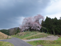 芝尾の一本桜