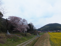 芝尾の一本桜