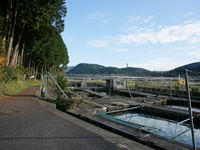 養鱒場